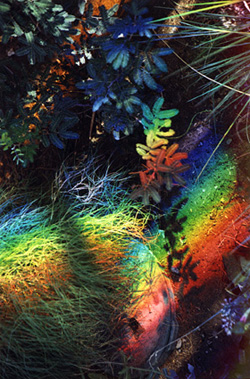 Desert plants painted with Nature's most beautiful rainbow light.